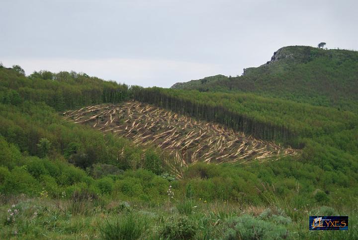 castagneto rasato.JPG